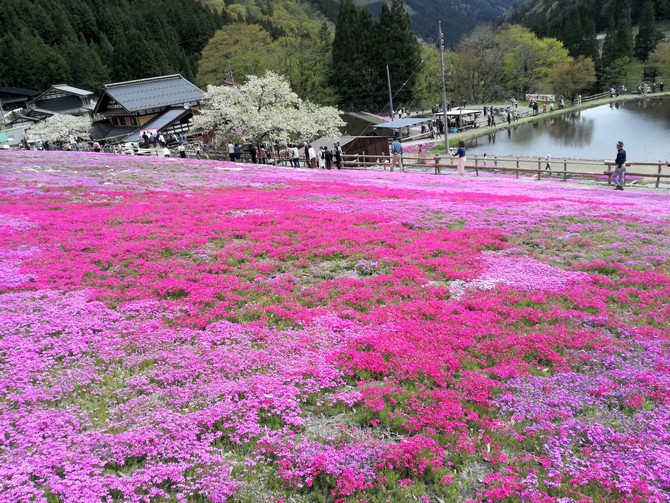 國田家の芝桜を愛でる