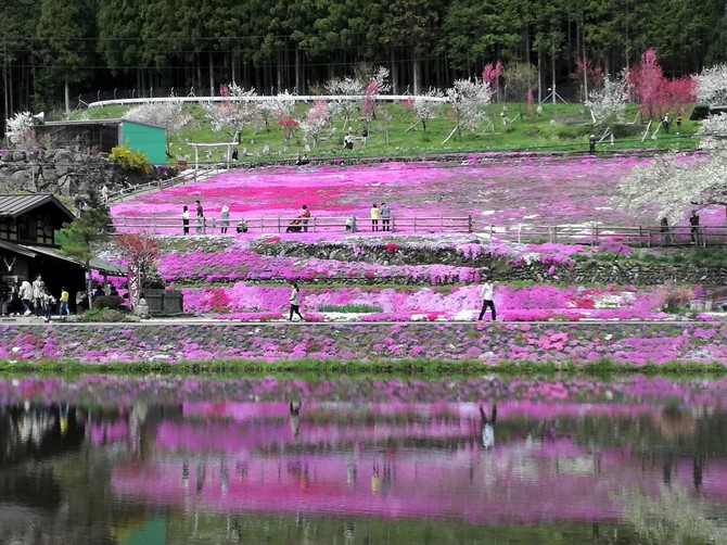 國田家の芝桜を愛でる