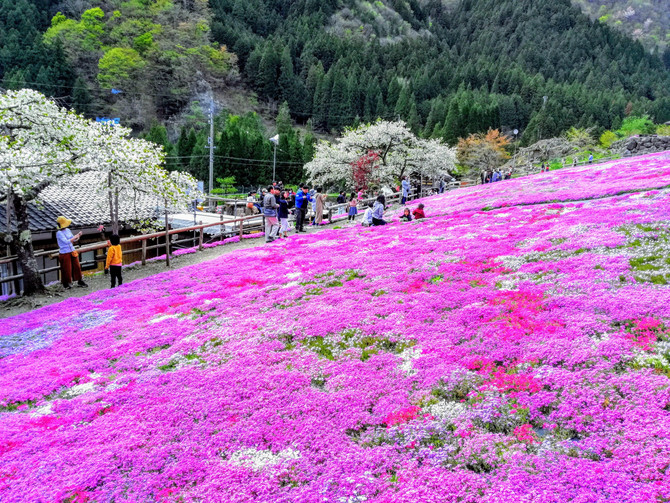 國田家の芝桜を愛でる