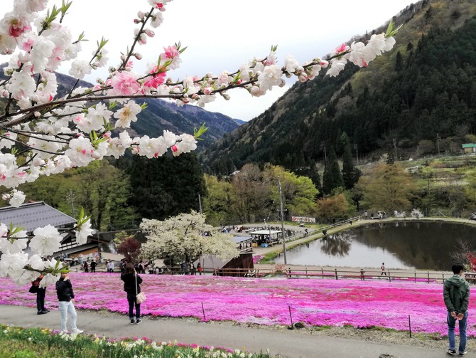 國田家の芝桜を愛でる