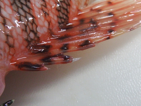 【毒魚】 触るな危険！ ミノカサゴ 刺身 ＆ 煮つけ で食べてみた。