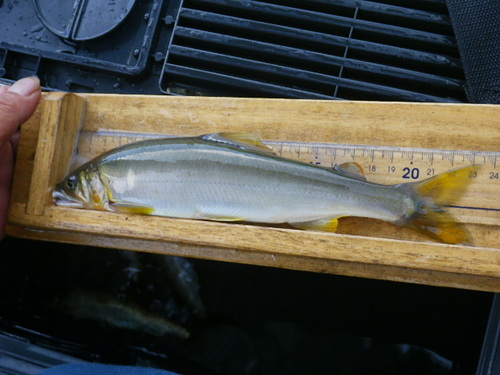 アユの釣果