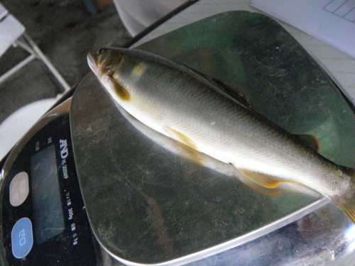 鮎の試し釣りを行いました