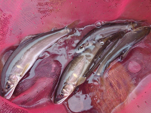 あゆ解禁日の釣果（荒川玉淀）