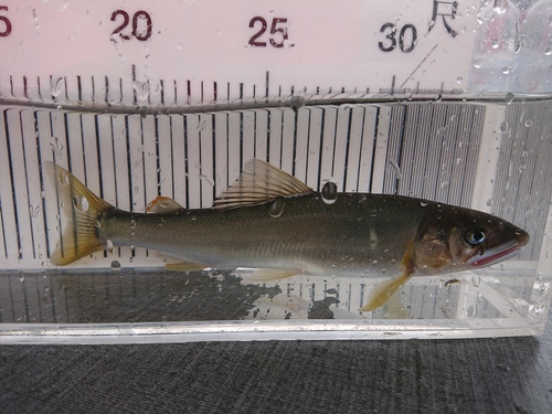 あゆ解禁日の釣果（荒川玉淀）