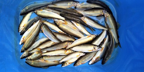 鮎の釣果（荒川玉淀）