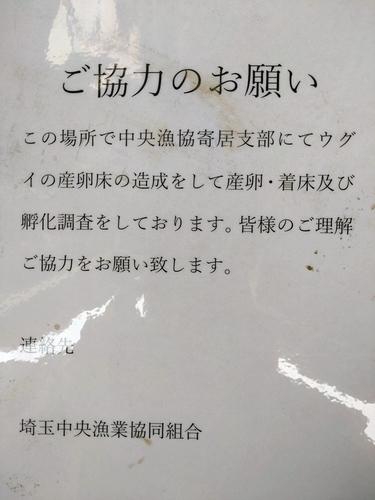 ウグイの産卵床作成（荒川玉淀）