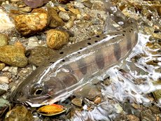 ヤマメの釣果（荒川玉淀）