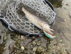 ヤマメの釣果（荒川玉淀）