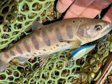 ヤマメの釣果（荒川玉淀）
