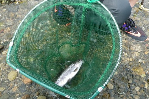 マス釣りイベント盛況でした