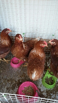 ニワトリを〆て食べること　　