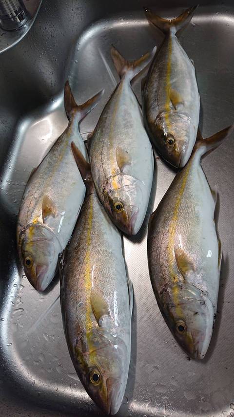 雨な秋に呆れるほど飽き飽き