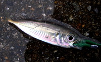 平成27年初釣り