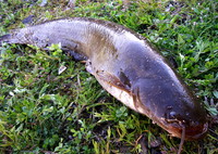ドブ川３大釣魚
