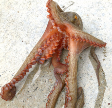 Bactk To Octopus 2020/08/03 17:43:14