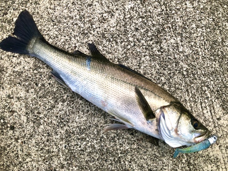 １００均のルアーで釣る