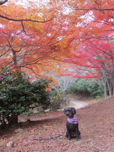 紅葉