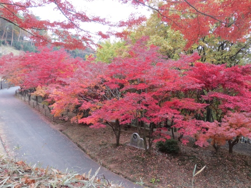 紅葉