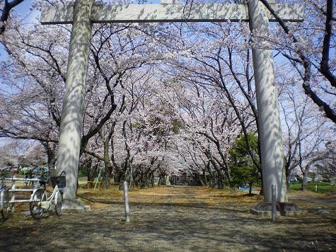桜