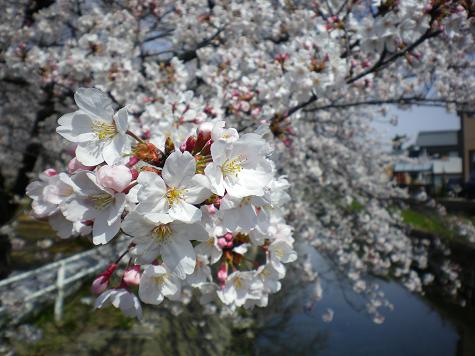 桜