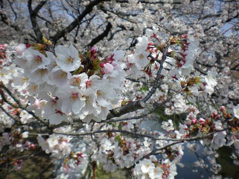 桜