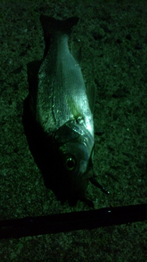夜間練習♪