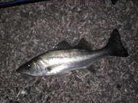 釣り納めの結果報告～！