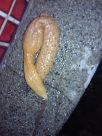 これって何？？ 2010/10/15 11:32:32