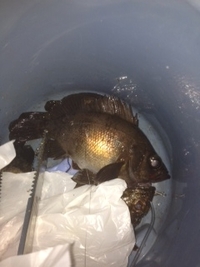 やっと釣れた