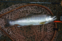 2009 山女魚の棲む川へ 14 2009/08/09 00:23:16