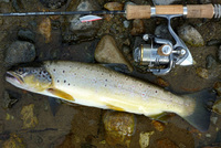 2009 山女魚の棲む川へ 7 2009/06/21 10:14:04