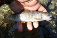 2009 山女魚の棲む川へ 8 2009/06/28 19:19:48