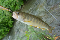 2009 山女魚の棲む川へ 10 2009/07/12 13:49:28