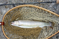 2009 山女魚の棲む川へ 16 2009/08/21 16:29:08