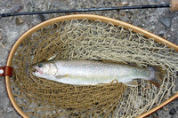 2009 山女魚の棲む川へ 16