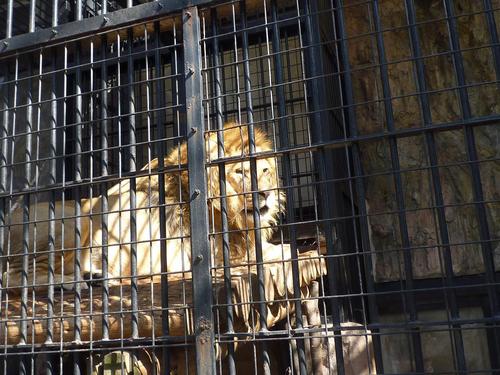 野毛山動物園