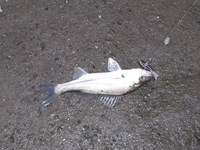 並んだ。