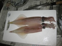 釣れんのか　～真冬の〇〇釣り～