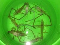 テナガエビの釣り方
