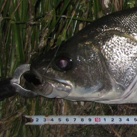 これが僕の好きな釣り