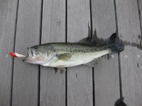 ラパラCDでバスは釣れるのか