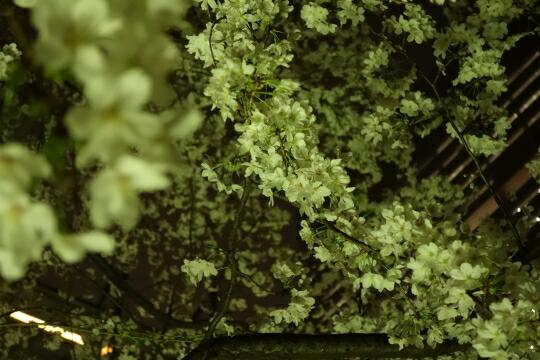 夜桜