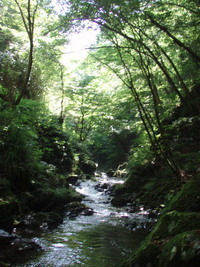 秋川支流のヤマメ