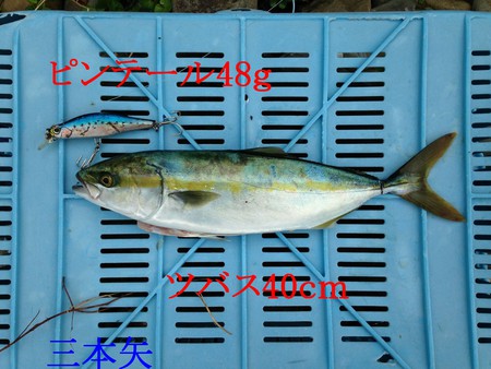 青物釣れたけど・・・・・・・
