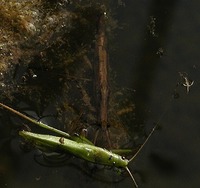 ミズカマキリ