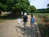 ポティロンの森 2008/06/14 20:23:46