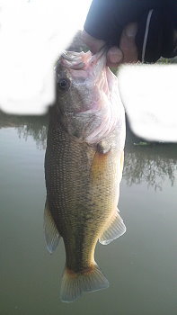 バス釣りに行こう In 福井 九頭竜川河口 竹田川