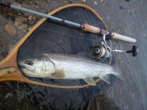 阿寒湖、初ゲット♪