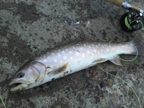 漁港の釣りは苦手